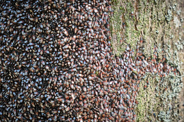 Lindenwanze oder Malvenwanze ( Oxycarenus lavaterae ) am Stamm einer Linde