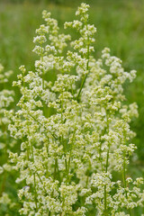 Beautiful white wild flowers Galium boreale