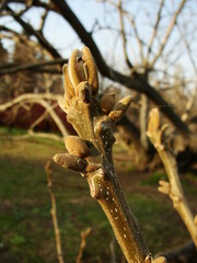 Manchurian walnut bud, Juglans mandshurica closeup in early spring. Blooming Manchurian nut tree branch. Bud opening up in detail, sprout macro. Blurred background