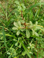 Portulaca oleracea (also called krokot, gelang biasa, Resereyan, common purslane, verdolaga, red root, pursley) with a natural background. This plant used as vegetable and herbal plant