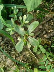 Portulaca oleracea (also called krokot, gelang biasa, Resereyan, common purslane, verdolaga, red root, pursley) with a natural background. This plant used as vegetable and herbal plant