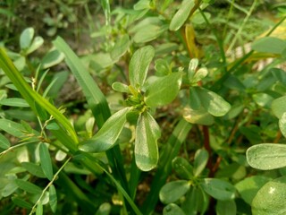 Portulaca oleracea (also called krokot, gelang biasa, Resereyan, common purslane, verdolaga, red root, pursley) with a natural background. This plant used as vegetable and herbal plant