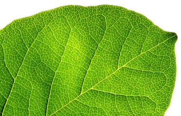 Abstract green leaf texture on black background.