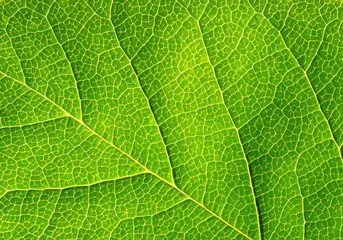 Abstract green leaf texture on black background.