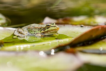 Iberian green frog (Pelophylax perezi), among lily pads.
