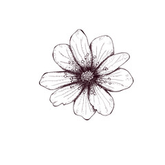 Vintage style wildflower illustration 300 dpi digital 
