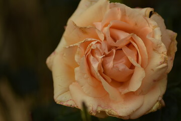 single orange rose