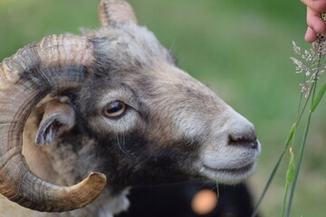 Close up of a sheep