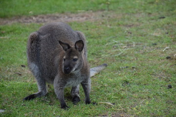 portrait of a wallaby