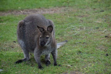 Naklejka premium portrait of a wallaby