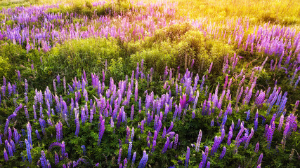Obraz premium aerial view of lupins flower field. natural background. drone shot