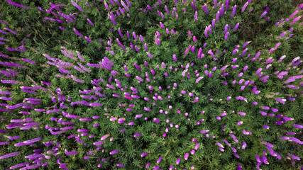 aerial view of lupins flower field. natural background. drone shot