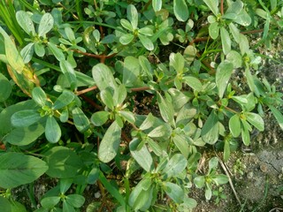 Portulaca oleracea (also called krokot, gelang biasa, Resereyan, common purslane, verdolaga, red root, pursley) with a natural background. This plant used as vegetable and herbal plant