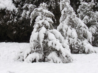 thuja wrapped in snowdrifts of snow.