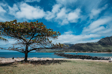 tree on the beach