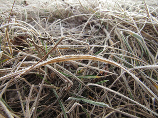Grass covered with hoarfrost in the autumn morning. Утренняя изморозь на траве