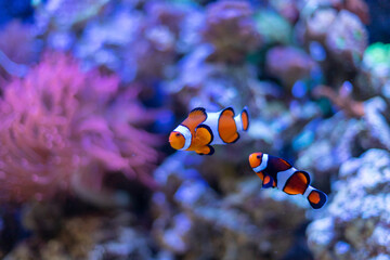Naklejka na ściany i meble Pair of clownfish in reef aquarium