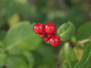 red berries of a currant