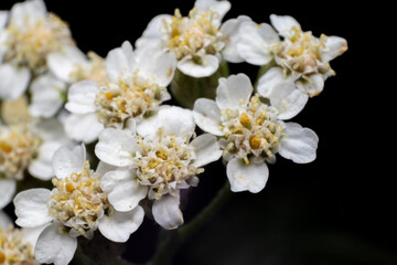 Close up macro shot of white flowers