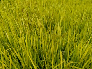 Obraz premium Close up of rice with natural background. The rice is on the seedbed. The rice looks so yellow and green.