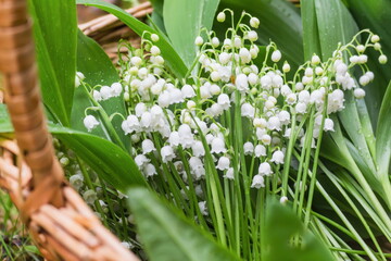 Obraz premium A large bouquet of lilies of the valley in a basket in the forest. Close-up.