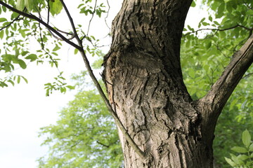 Fototapeta na wymiar pien drzewo rosliny galezie zielen