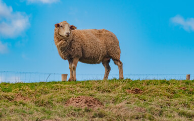 Wildlife, spring, Germany - A sheep with thick fur, in the pasture at Kleinseelheim, on a sunny day in March.