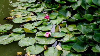 Pink lilies with green leaves in the pond