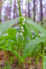 Fototapeta premium Flower lily of the valley in the forest, one twig close-up
