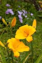 Obraz premium yellow daylily