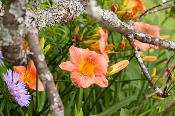 Obraz premium orange daylily