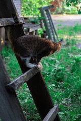 The cat is sitting on a wooden ladder and trying to get off it.