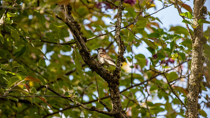 Sperling sitzt im Baum
