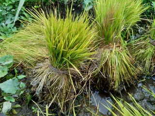 Close up of rice with natural background. The rice is on the seedbed. The rice looks so yellow and green.