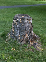 Dead tree stumps are on a golf course.