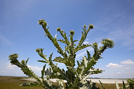 thistle spiky acanthoid macro
