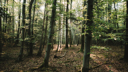 Lichtstrahlen im Wald