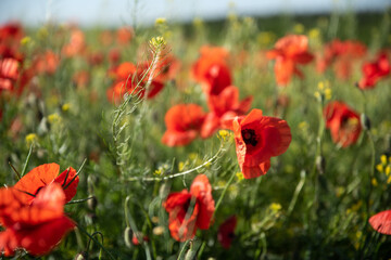 red poppy in the field