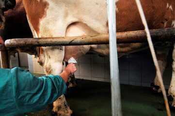 hygiene during milking at the dairy