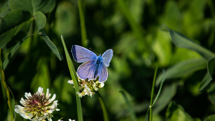 Nahaufnahme eines blauen Schmetterlings