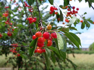 Some red cherries on a tree just before picking.