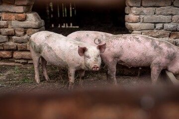 two pigs in a farm © Djordje