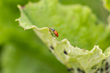 Cute little ladybug with red wings and black dotted hunting for plant louses as biological pest control and natural insecticide for organic farming with natural enemies reduces agriculture pesticides
