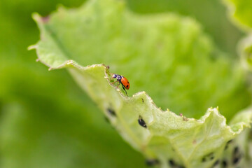 Cute little ladybug with red wings and black dotted hunting for plant louses as biological pest control and natural insecticide for organic farming with natural enemies reduces agriculture pesticides