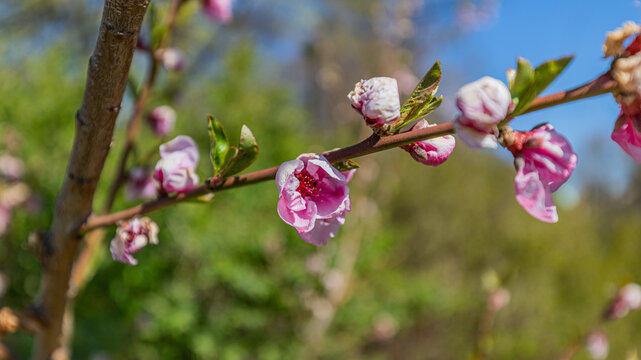 Bl&uuml;ten im Fr&uuml;hling