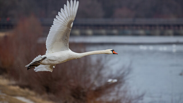 Ein Schwan im Flug Richtung Fluss