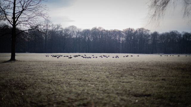Tiere suchen im Morgennebel nach Futter im Park