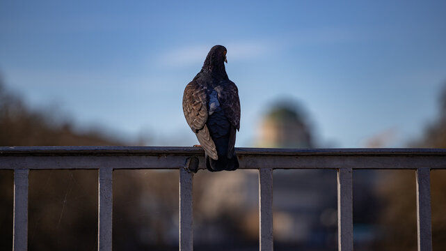 Eine Taube blickt vom Br&uuml;ckengel&auml;nder auf die Stadt