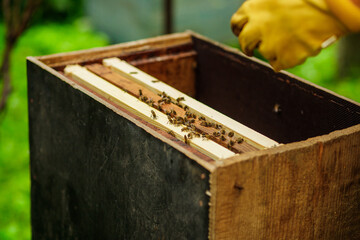 The beekeeper inspects the hives and also sets new frames for the bees. Beekeeping.