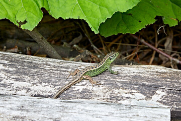green lizard reptile macro